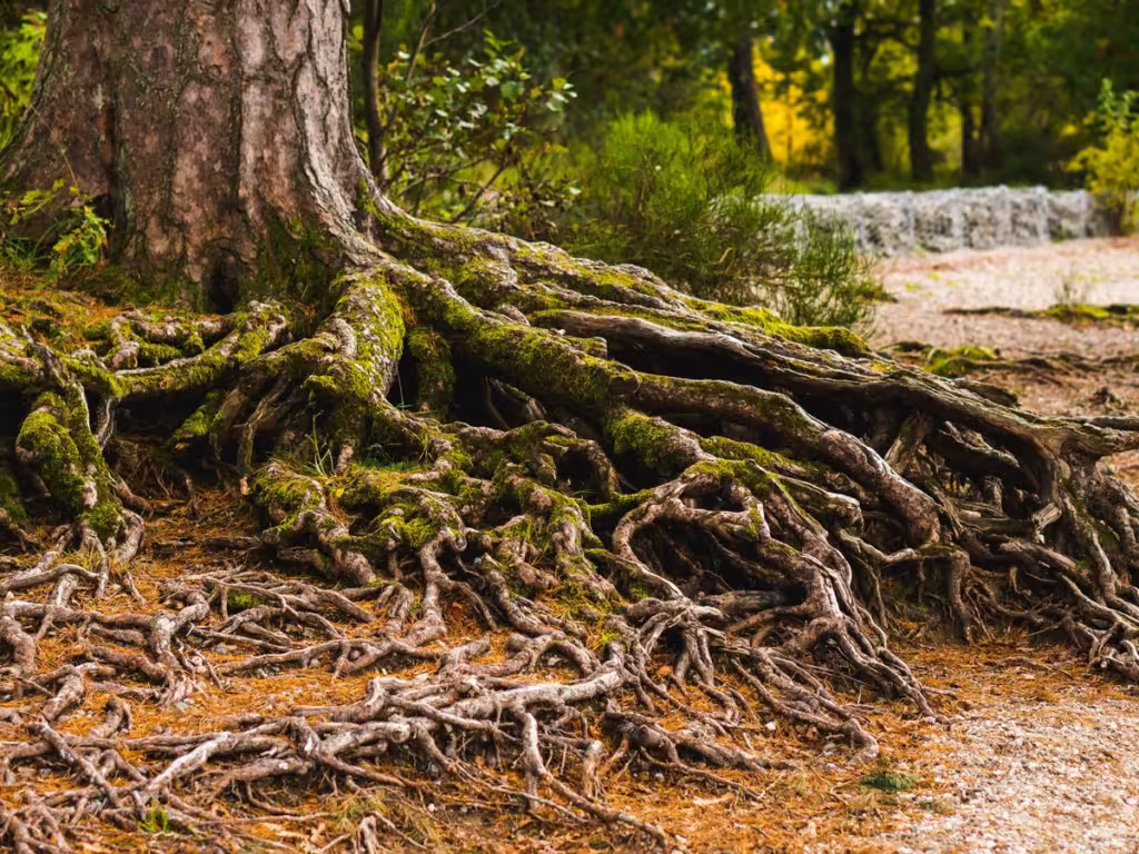 brown tree trunk with green moss, analogy for adoption